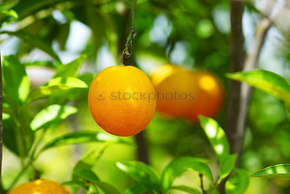 Similar – Image, Stock Photo Orange Garden XI