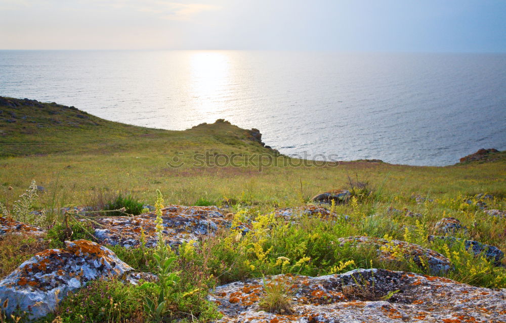 Similar – Image, Stock Photo coastal meadow Environment