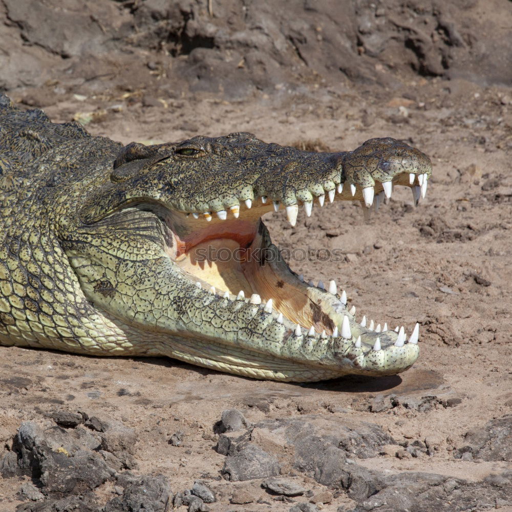 Similar – crocodile salad Crocodile