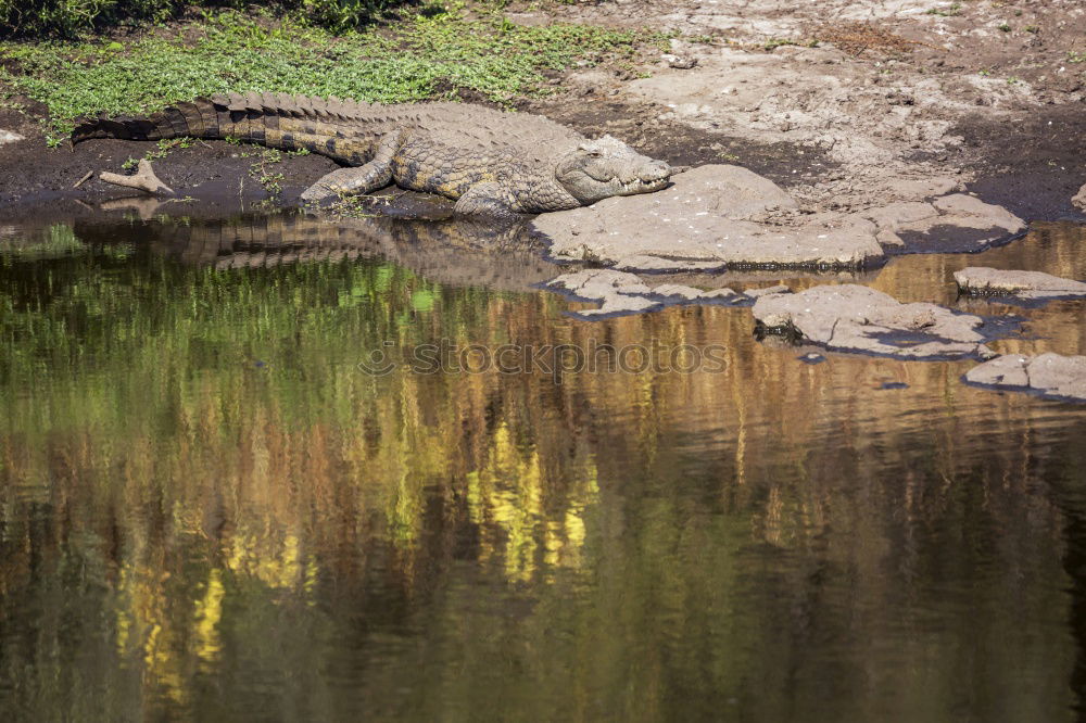 Similar – Stones in rust water Water