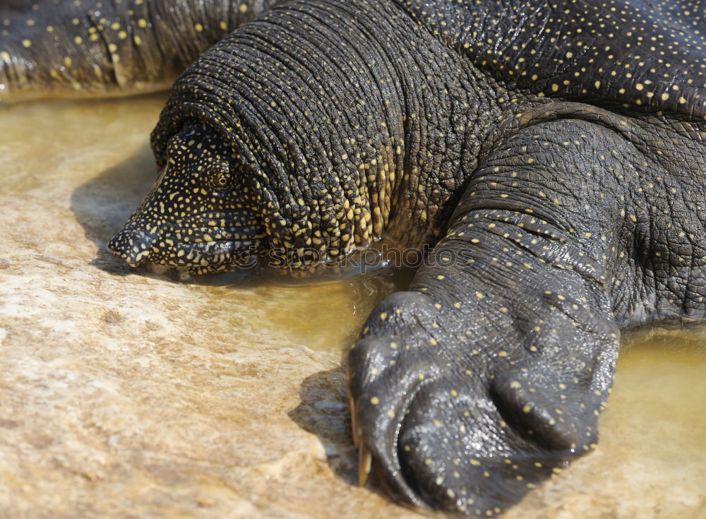 Similar – dragon hand Iguana Lizards