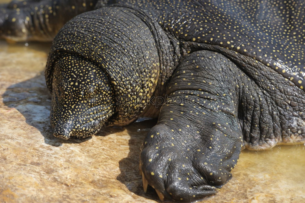 Similar – dragon hand Iguana Lizards