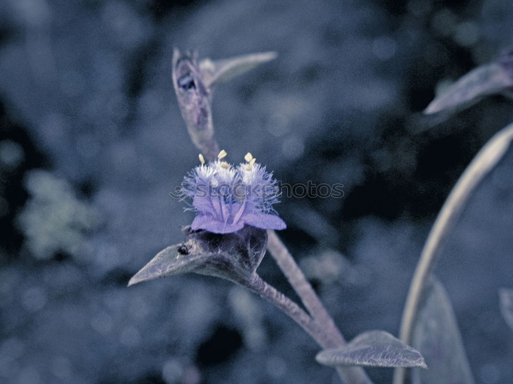 Similar – Image, Stock Photo The color purple (1) Plant