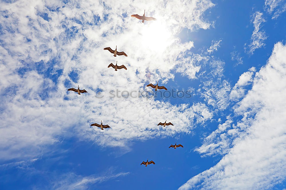 Similar – Black birds on blue sky