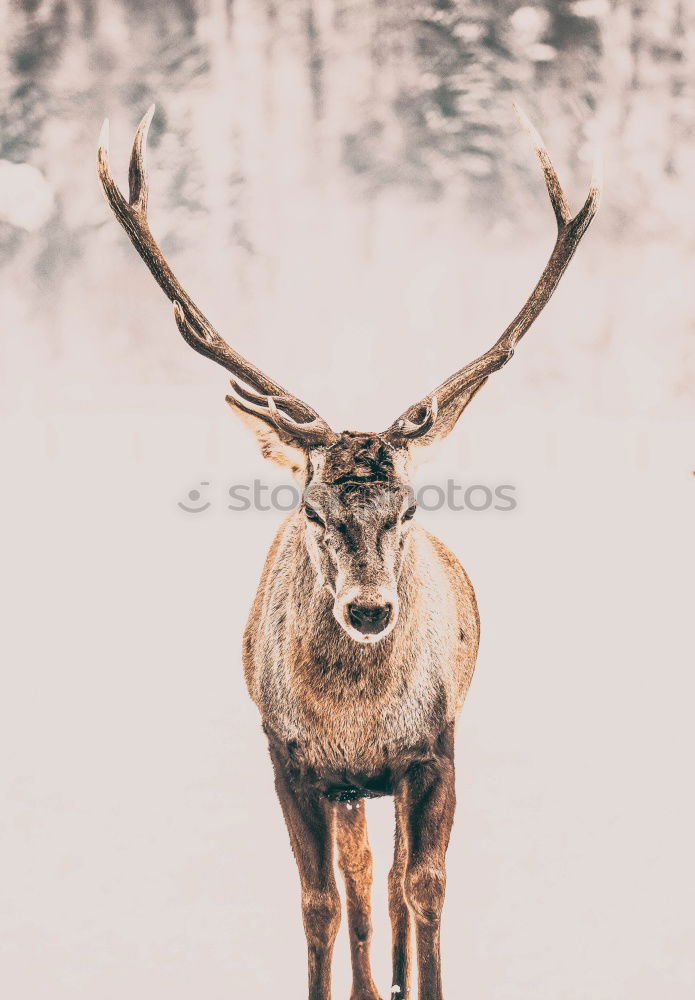 Similar – and daily the stag greets