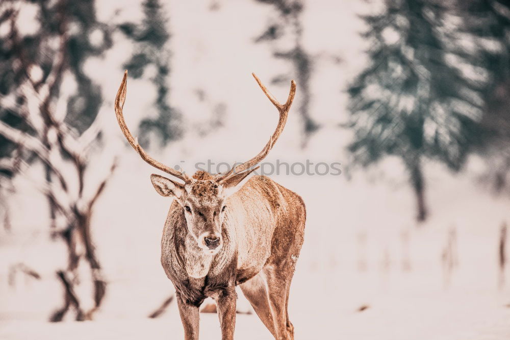 Similar – Image, Stock Photo white reindeer in the snow