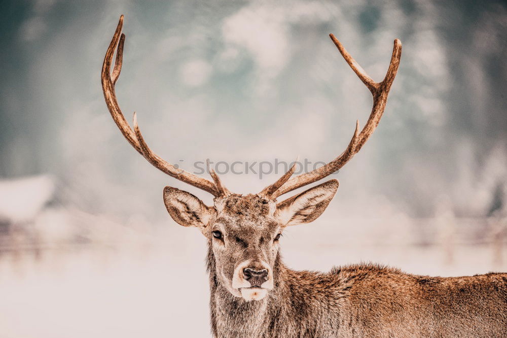 portrait of a fallow deer stag