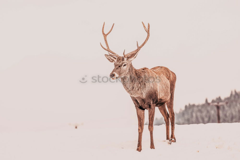 Similar – Image, Stock Photo Deer with big horns Winter