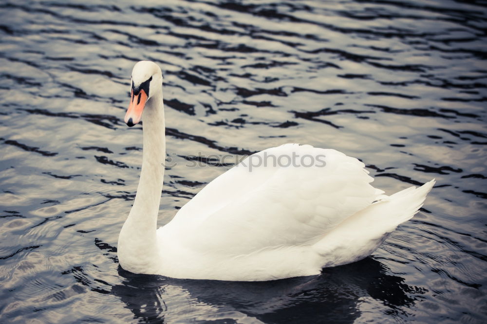 Similar – surfers Green Swan Waves