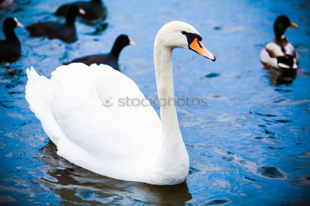 Similar – Hallo! Jemand da? Schwan