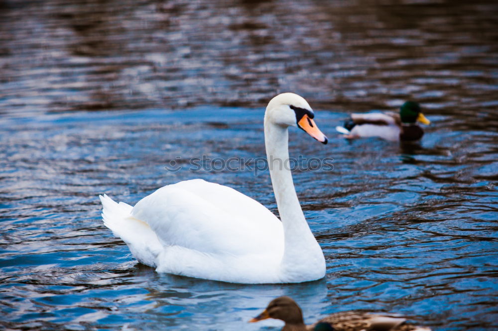 Similar – surfers Green Swan Waves