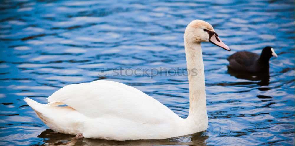 Similar – love Nature Pond Lake