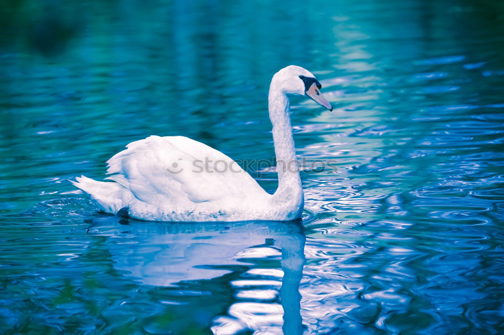 Similar – love Nature Pond Lake