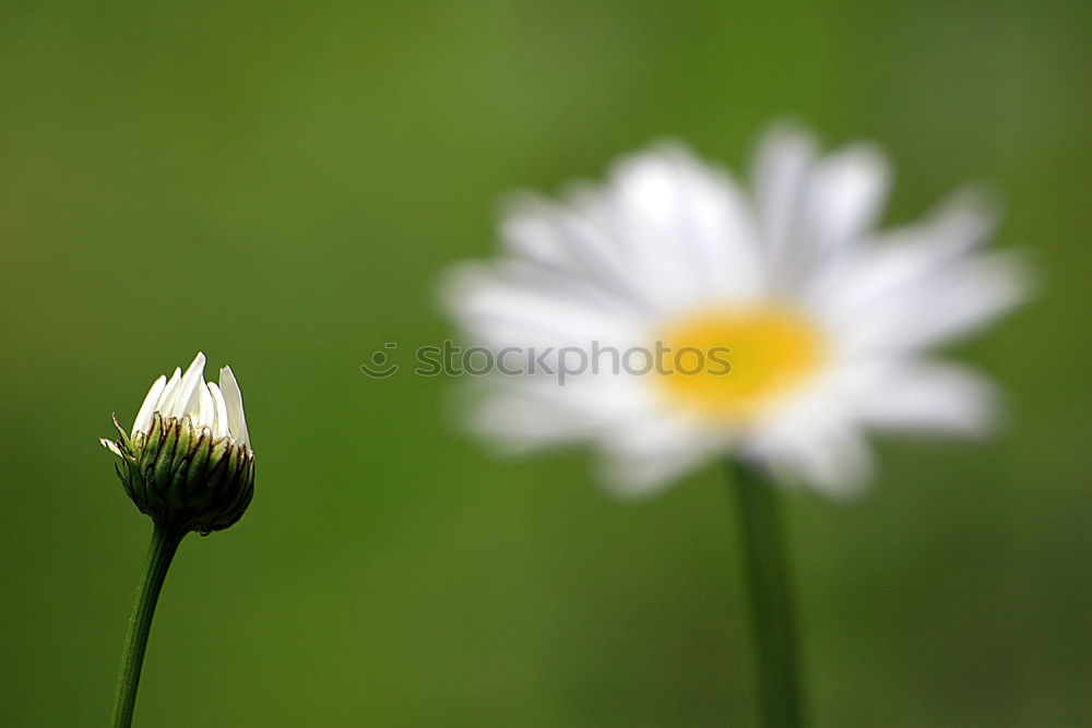 Similar – Weiße Braut Gänseblümchen