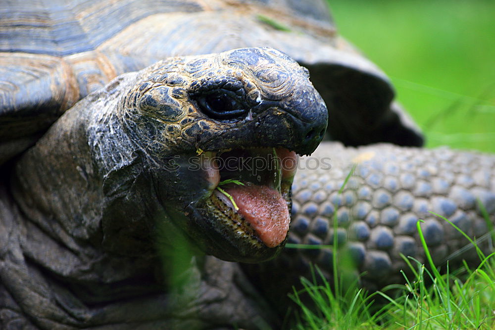 Similar – Schildkröte groß