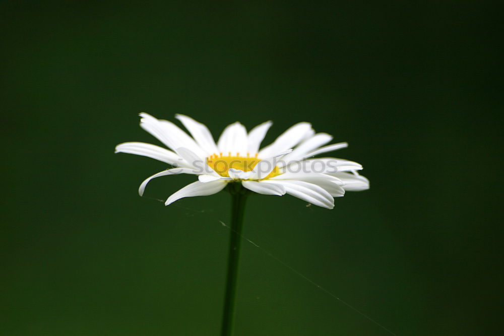 Similar – Gänseblume Gänseblümchen