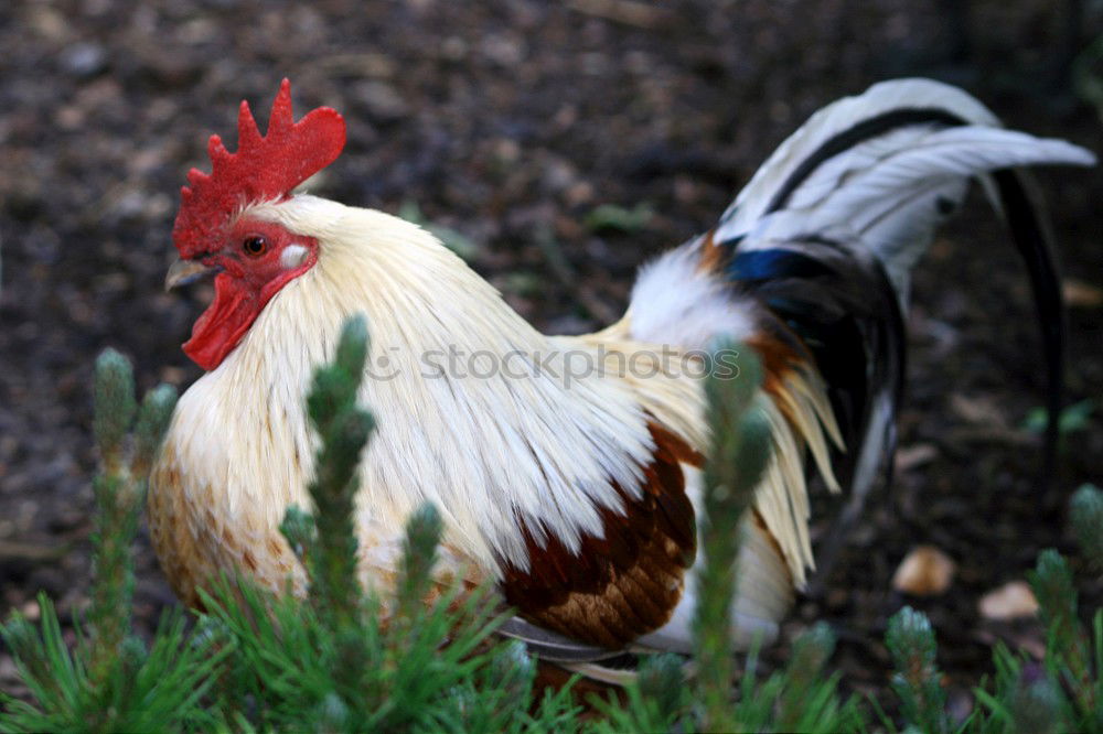 Similar – Huhn am Fenster Haushuhn