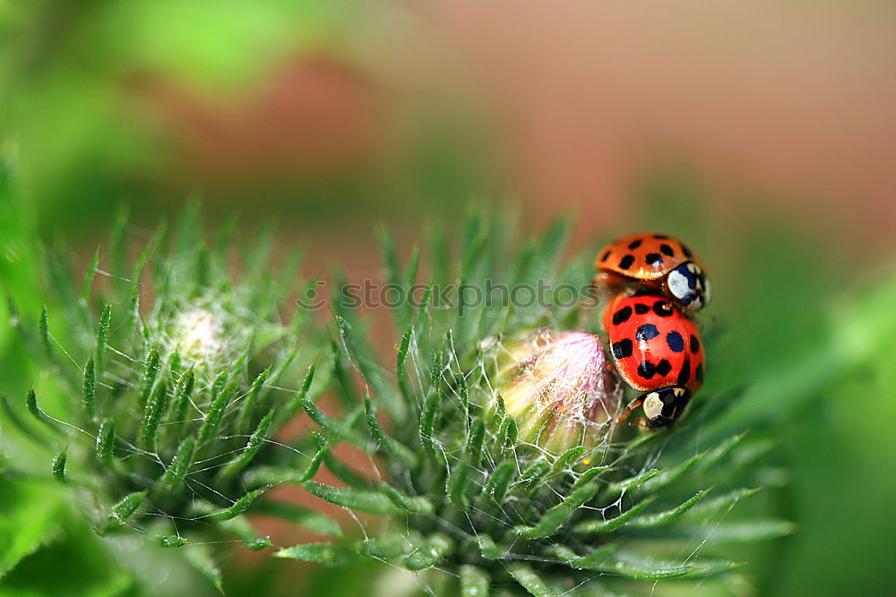 Similar – A snail of fennel Nature