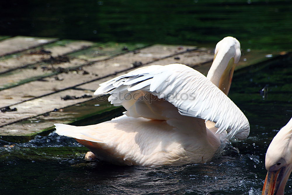 Similar – Image, Stock Photo Gulls II Colour photo