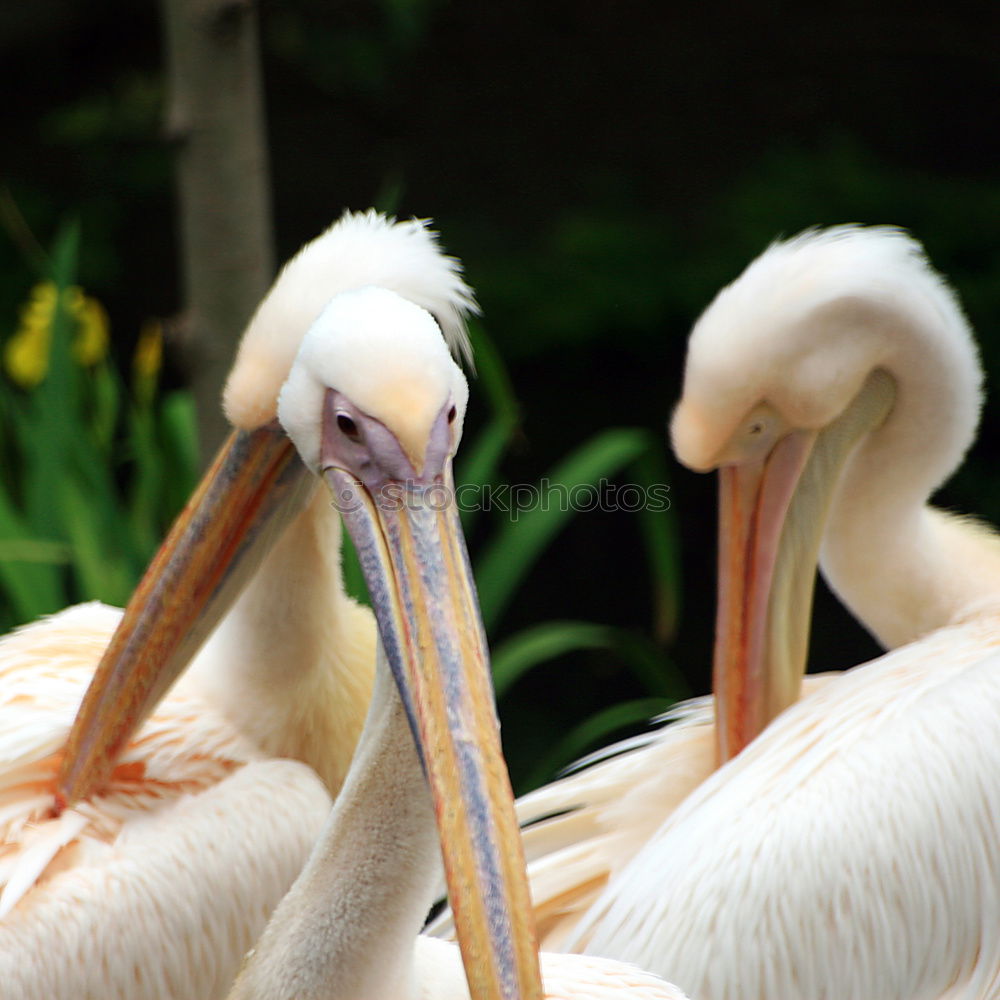 Similar – Image, Stock Photo great pelican preening