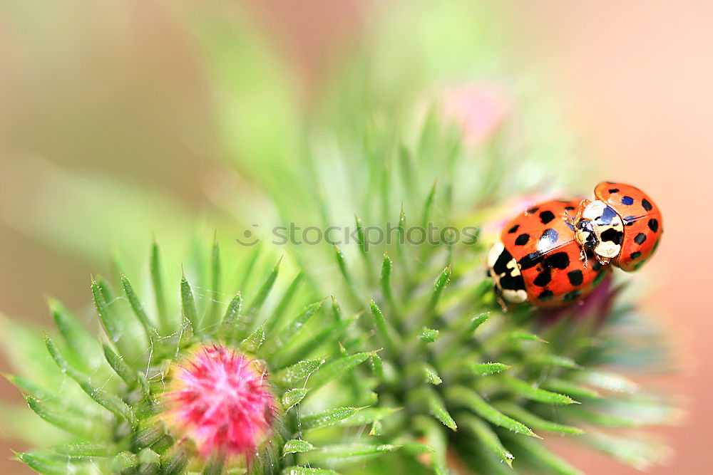 Similar – Image, Stock Photo A Bug’s Life Environment