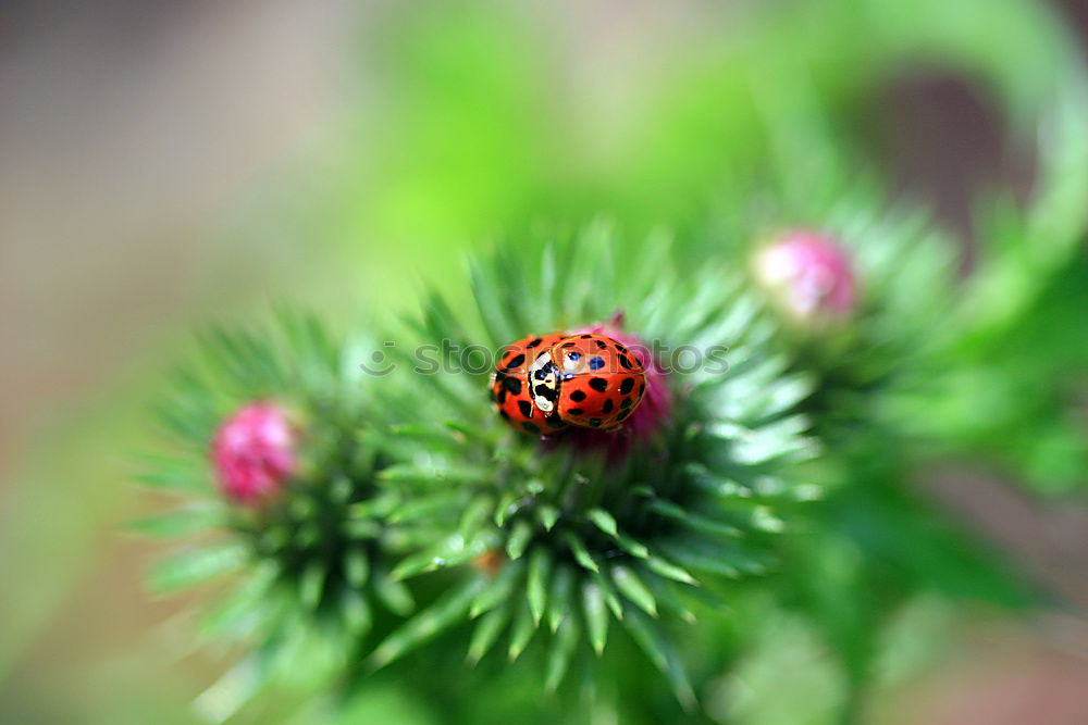 Similar – Fly, Beetle, fly Animal