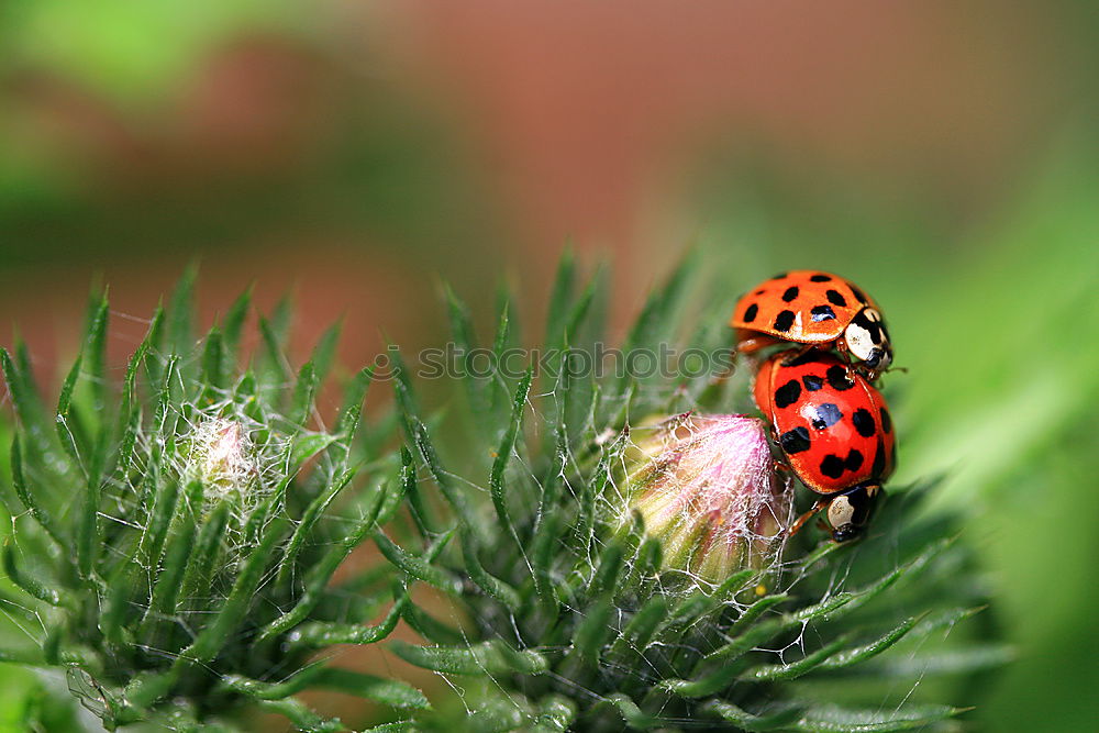 Similar – Image, Stock Photo lucky beetle Summer Nature