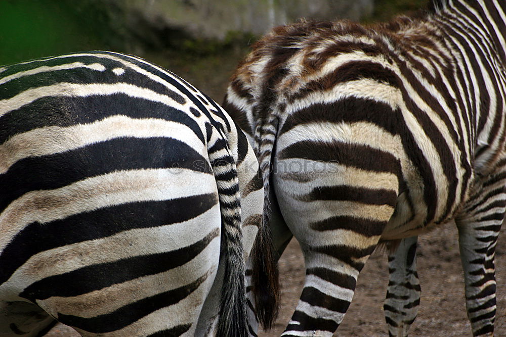 Similar – Streifenarsch. Zebra weiß