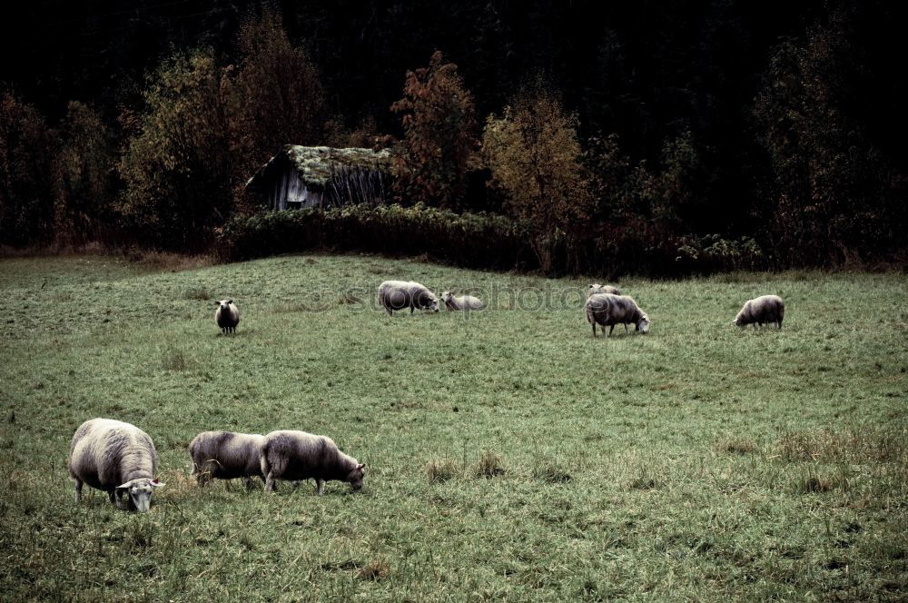 Similar – CHAMANSÜLZ | schäfchen zählen