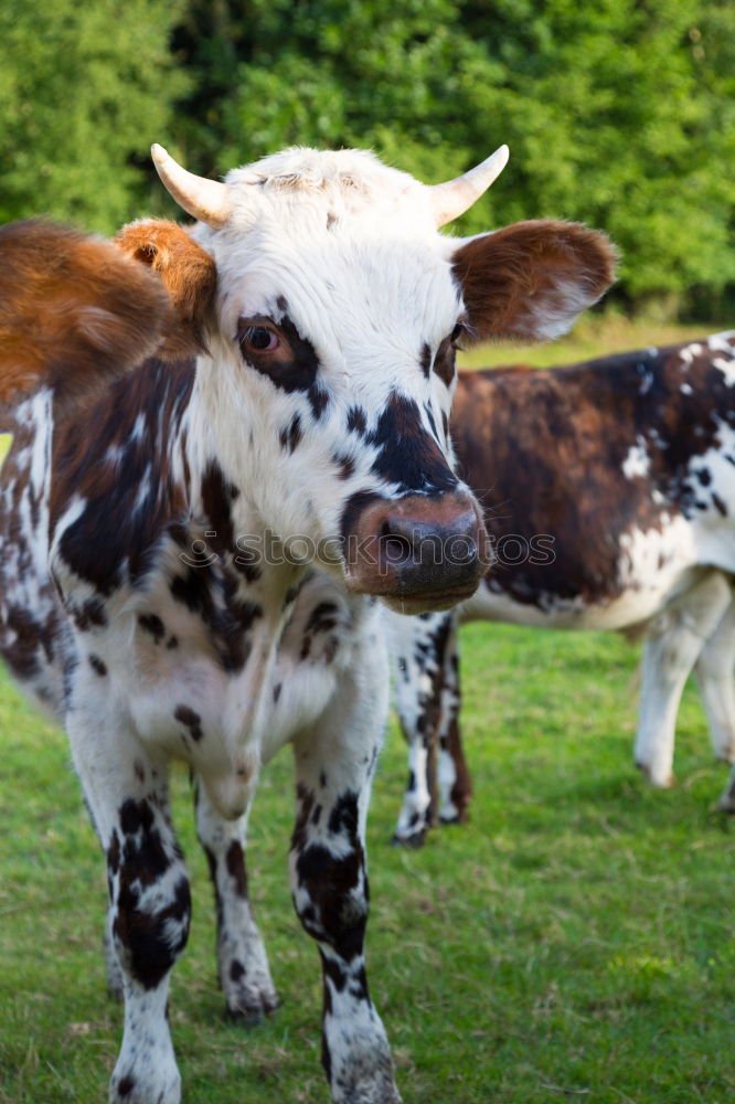 Similar – Image, Stock Photo Get off my lawn! Calf Cow