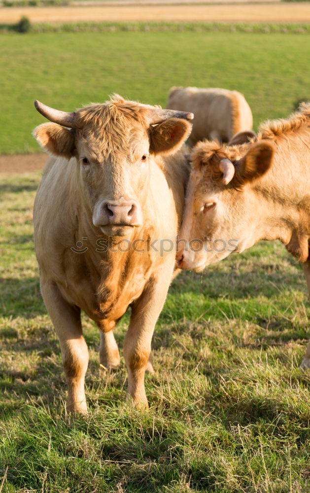 Image, Stock Photo calf Environment Nature