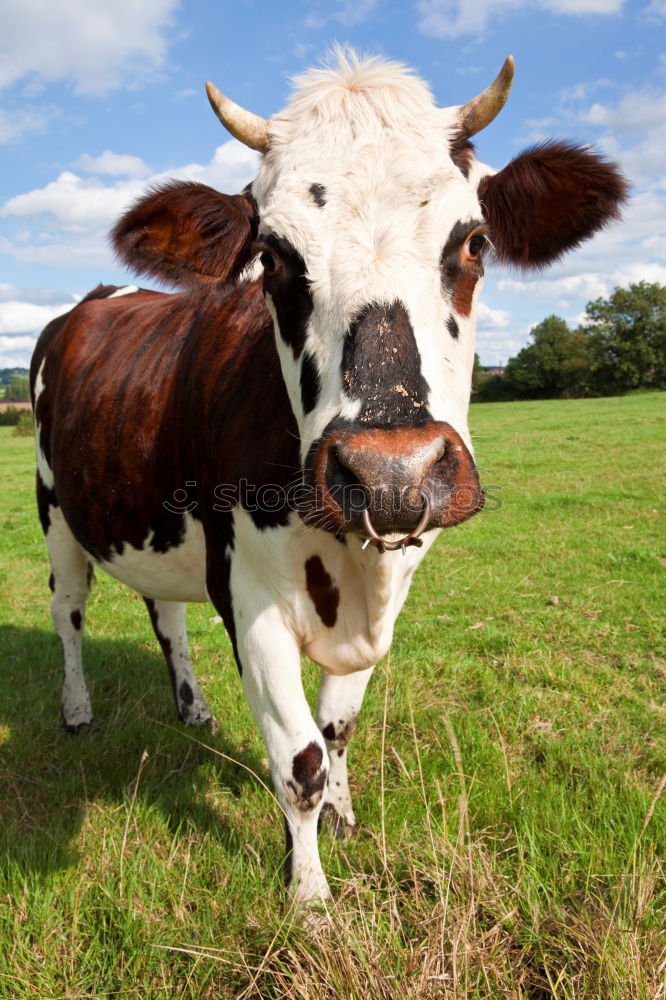 Similar – cow Cow Brown Looking Nose