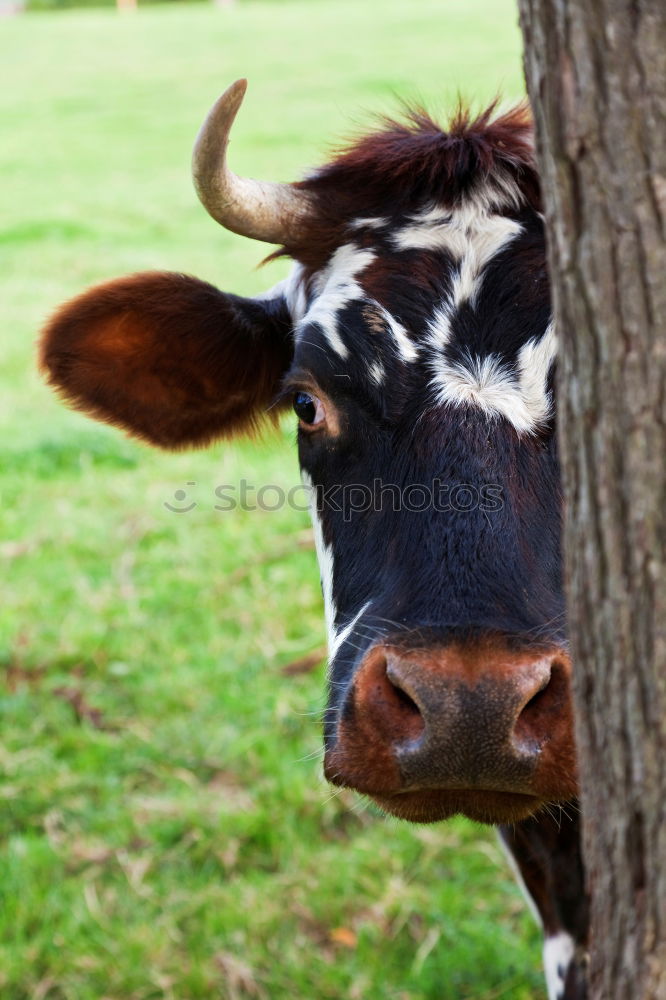 Similar – Image, Stock Photo Funny calf with open mouth