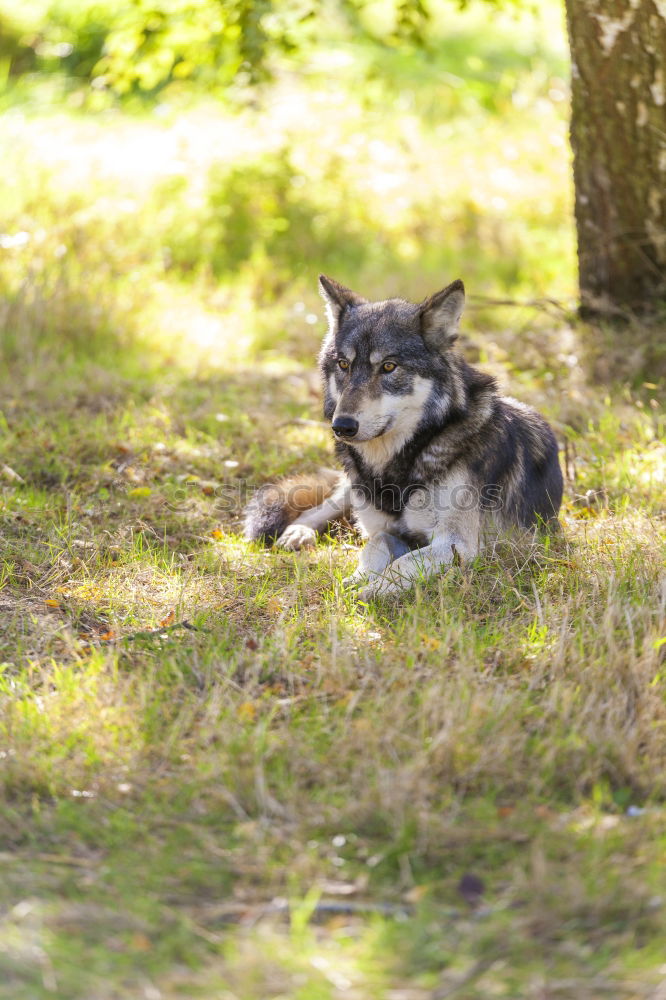 Similar – Image, Stock Photo Dogs Nature Plant Animal