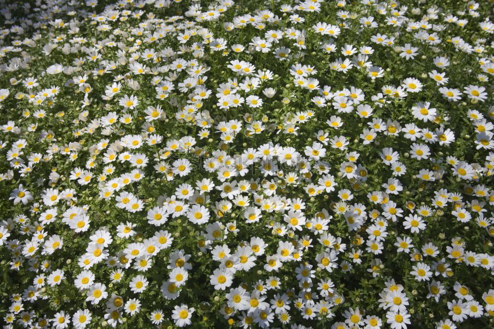 Similar – Flowers in front of and behind the fence