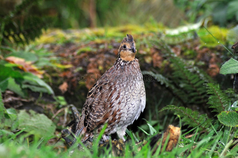 Similar – Image, Stock Photo Big bird Nature Landscape