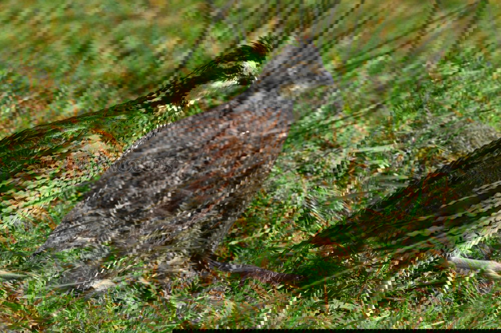 Similar – Image, Stock Photo pheasant hen Agriculture