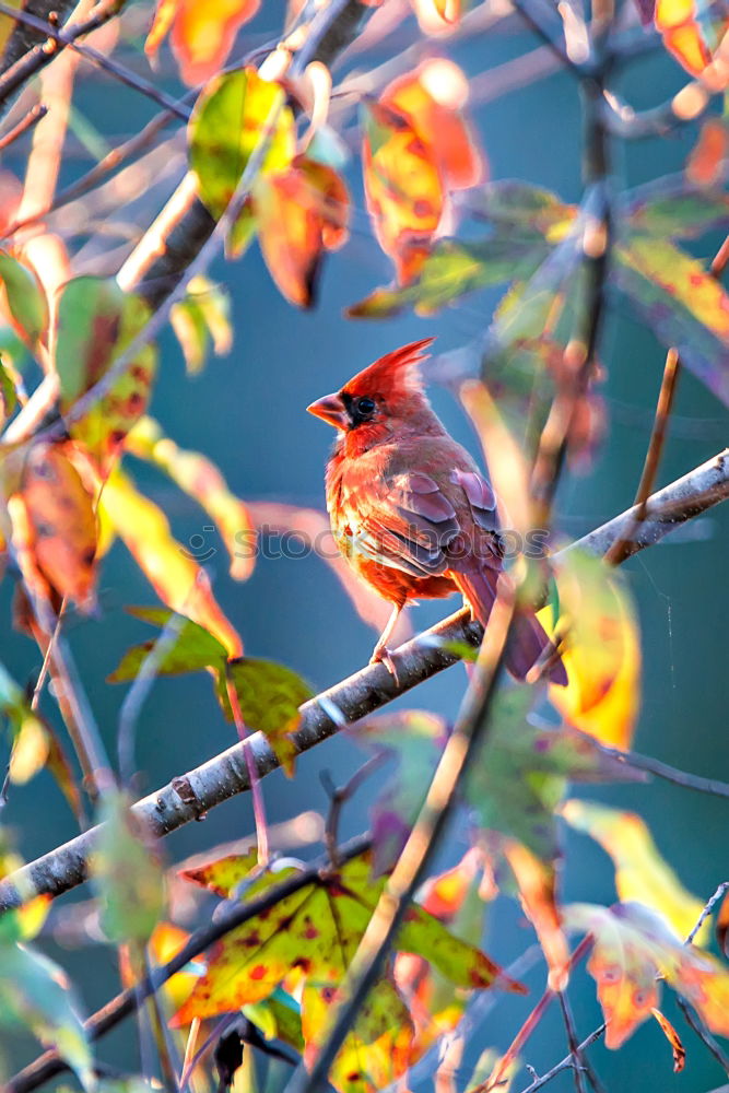 Image, Stock Photo Thrush in a berry bush