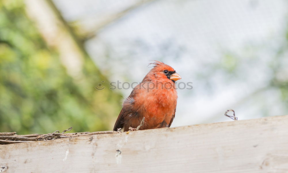 Similar – Image, Stock Photo Mr Sparrow of Sparrow