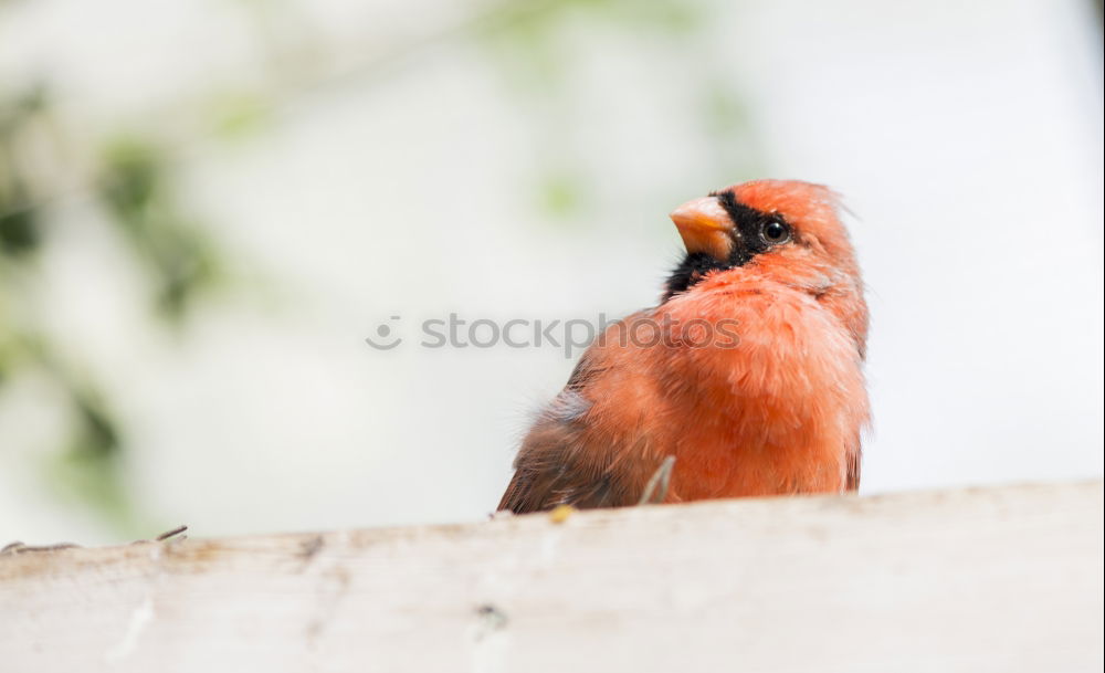 Similar – Singing Finch Chaffinch