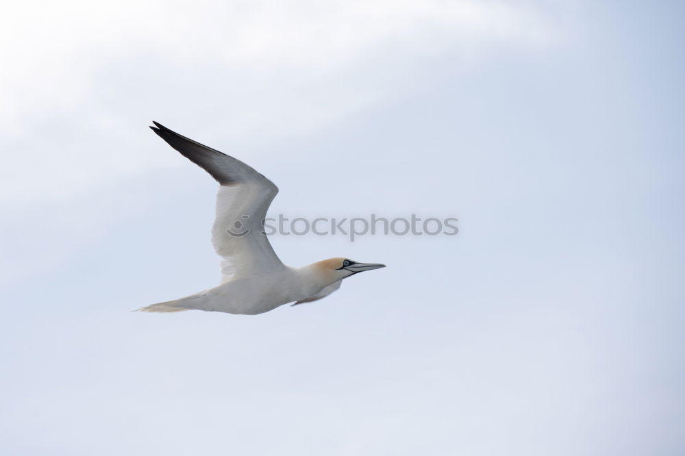 Similar – Foto Bild Möve Vogel Meer