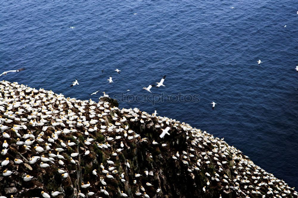 Similar – Seagull swarming 4