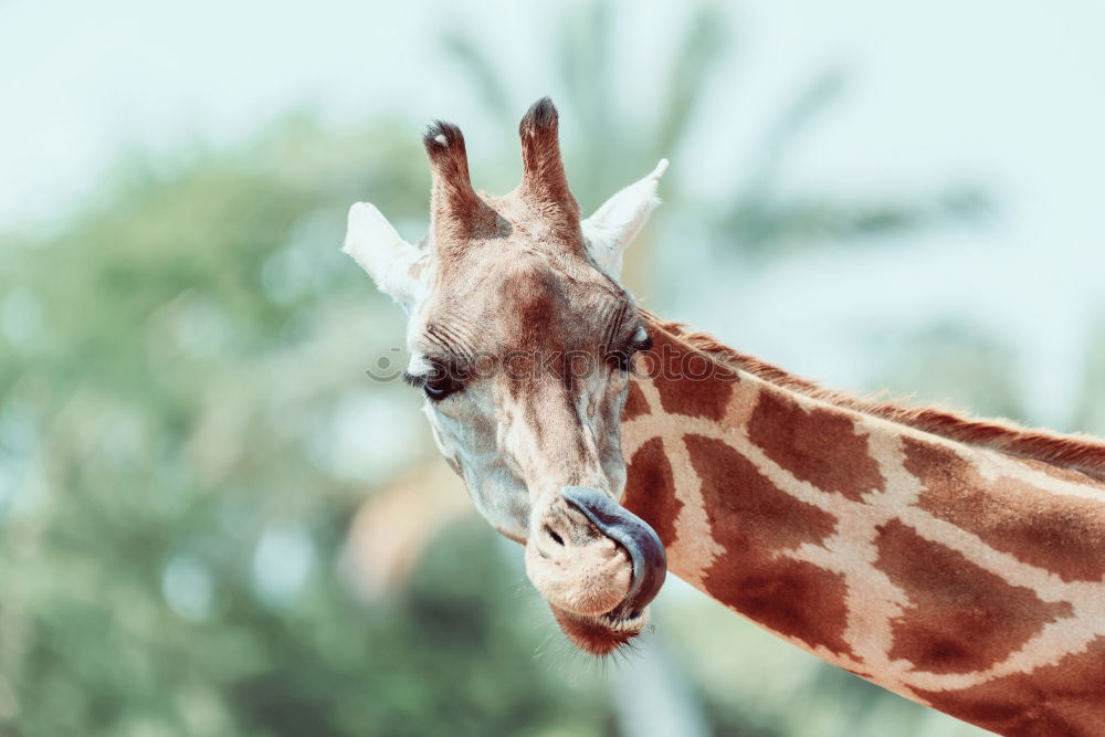 Similar – Wild African Giraffe Portrait