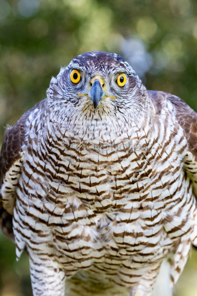 Similar – Image, Stock Photo The owl Environment Animal