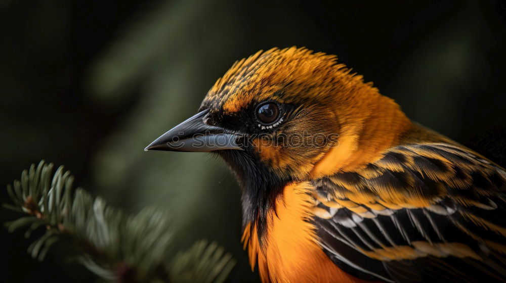 Similar – Attentive robin on tree stump in forest