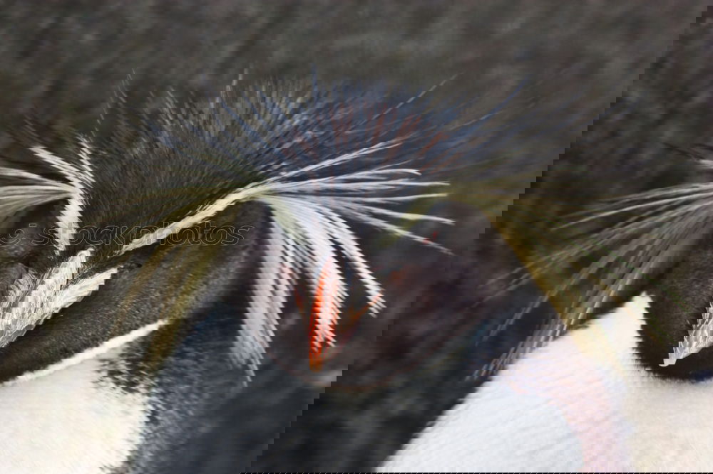 Similar – Image, Stock Photo Flock of penguins on beach
