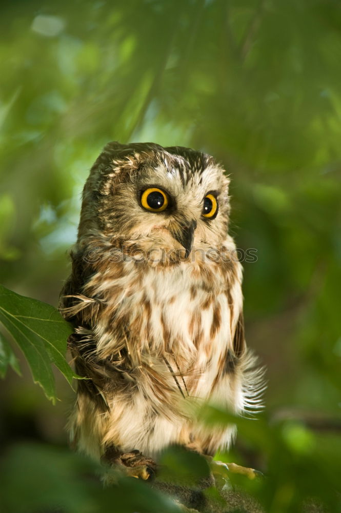 Similar – Long-eared owl Doze Sleep