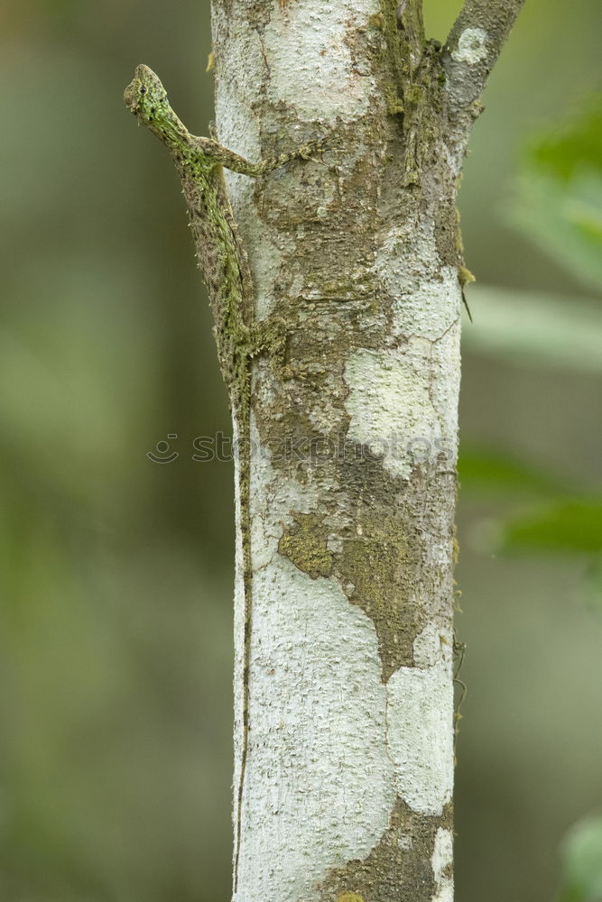 Similar – Image, Stock Photo omega magnifier Nature