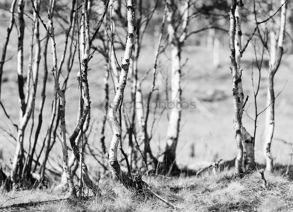 Similar – Ghost forest in Nienhagen IV