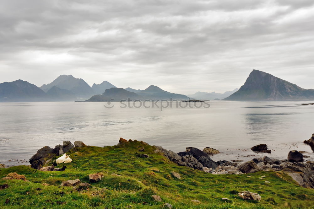 Rendeer in arctic Eating